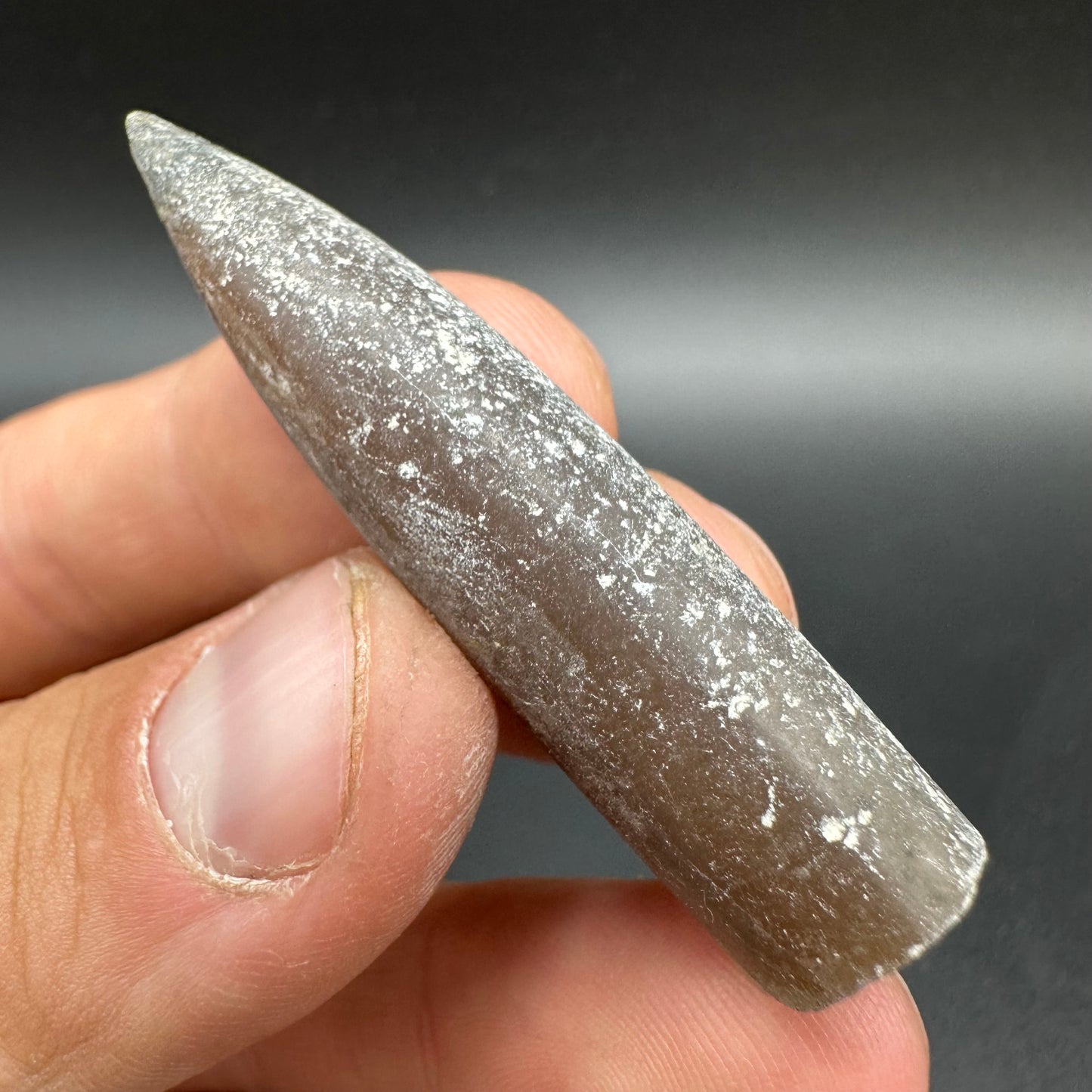 Belemnite (Fossil Squid) shell fossil - Whitby, North Yorkshire Jurassic Coast Yorkshire Fossils