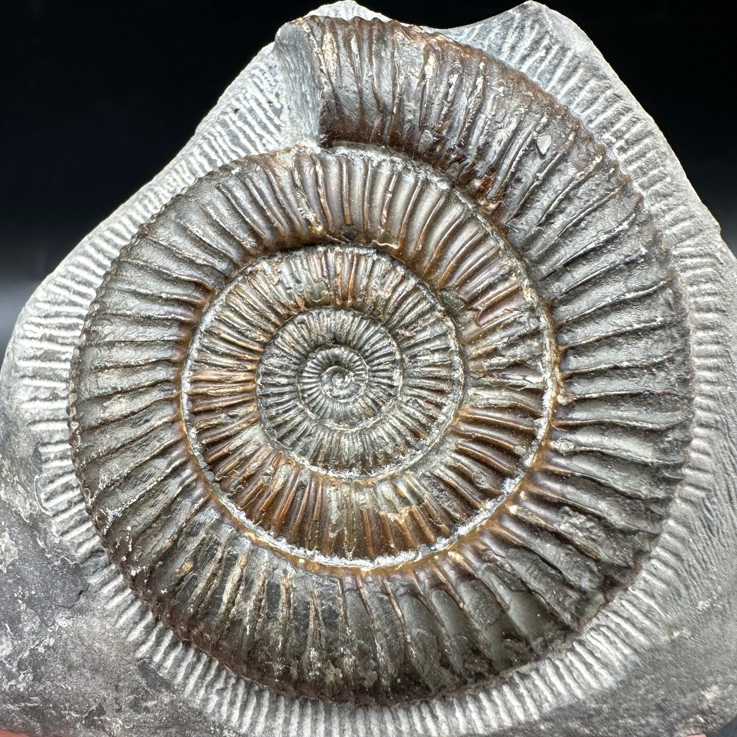 Dactylioceras Ammonite Fossil With Box And Stand - Whitby, North Yorkshire Jurassic Coast Yorkshire Fossils