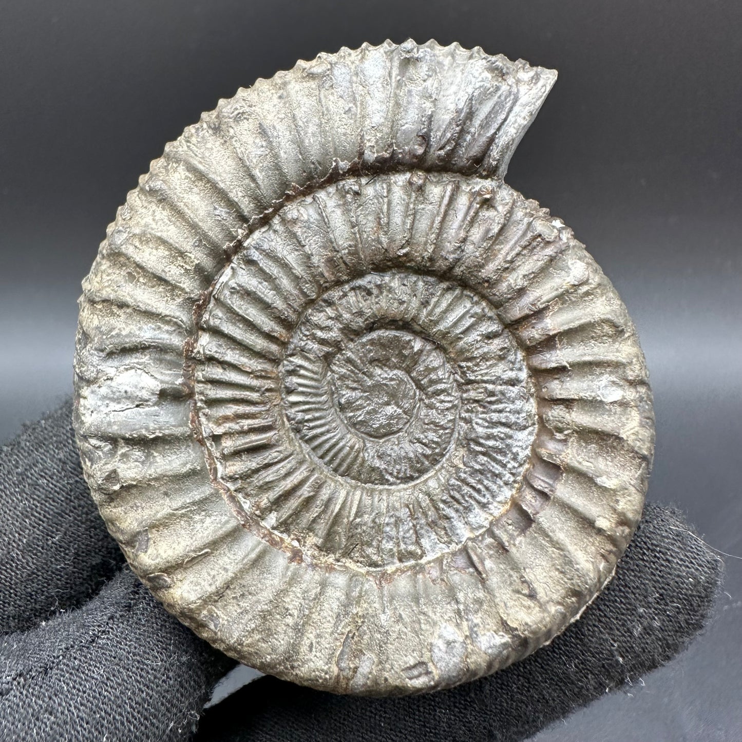 Peronoceras fibulatum Ammonite fossil with box and stand - Whitby, North Yorkshire Jurassic Coast Yorkshire Fossils