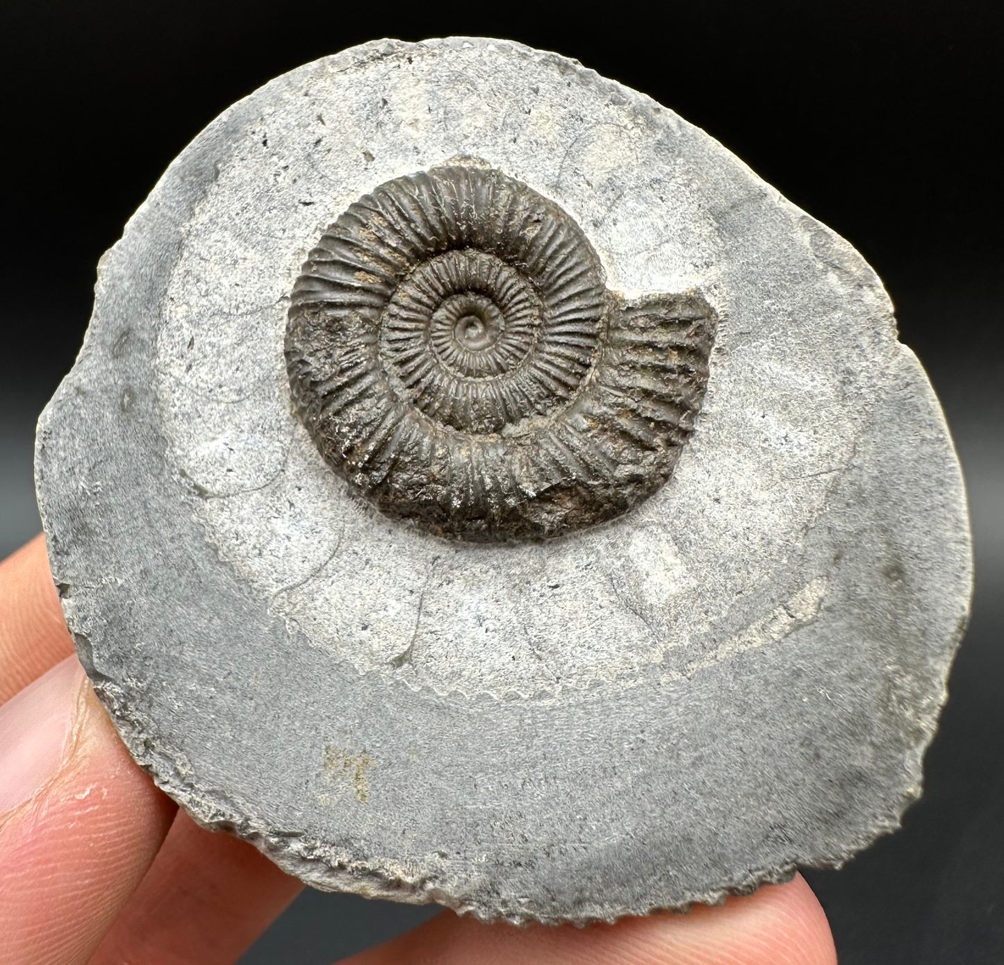 Dactylioceras Ammonite Fossil With Box And Stand - Whitby, North Yorkshire Jurassic Coast Yorkshire Fossils
