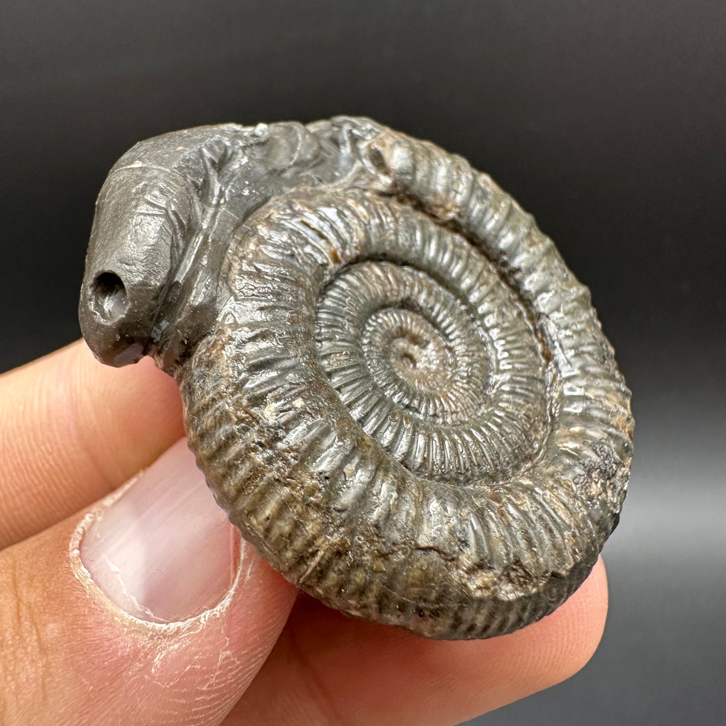 Snakestone Ammonite Fossil With Bag/Box And Stand - Whitby, North Yorkshire Jurassic Coast Yorkshire Fossils