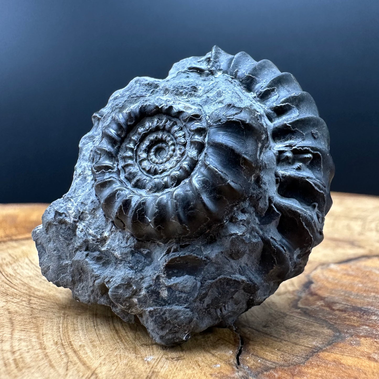 Gagaticeras Ammonite fossil with box and stand - Whitby, North Yorkshire Jurassic Coast Yorkshire Fossils