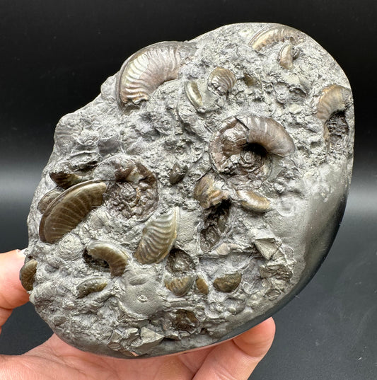 Golden Egg (GENUINE) Ammonite Fossil With Stand - Whitby, North Yorkshire Jurassic Coast Yorkshire Fossils