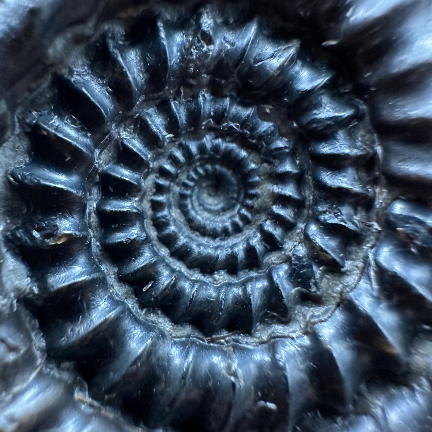 Gagaticeras Ammonite fossil with box and stand - Whitby, North Yorkshire Jurassic Coast Yorkshire Fossils