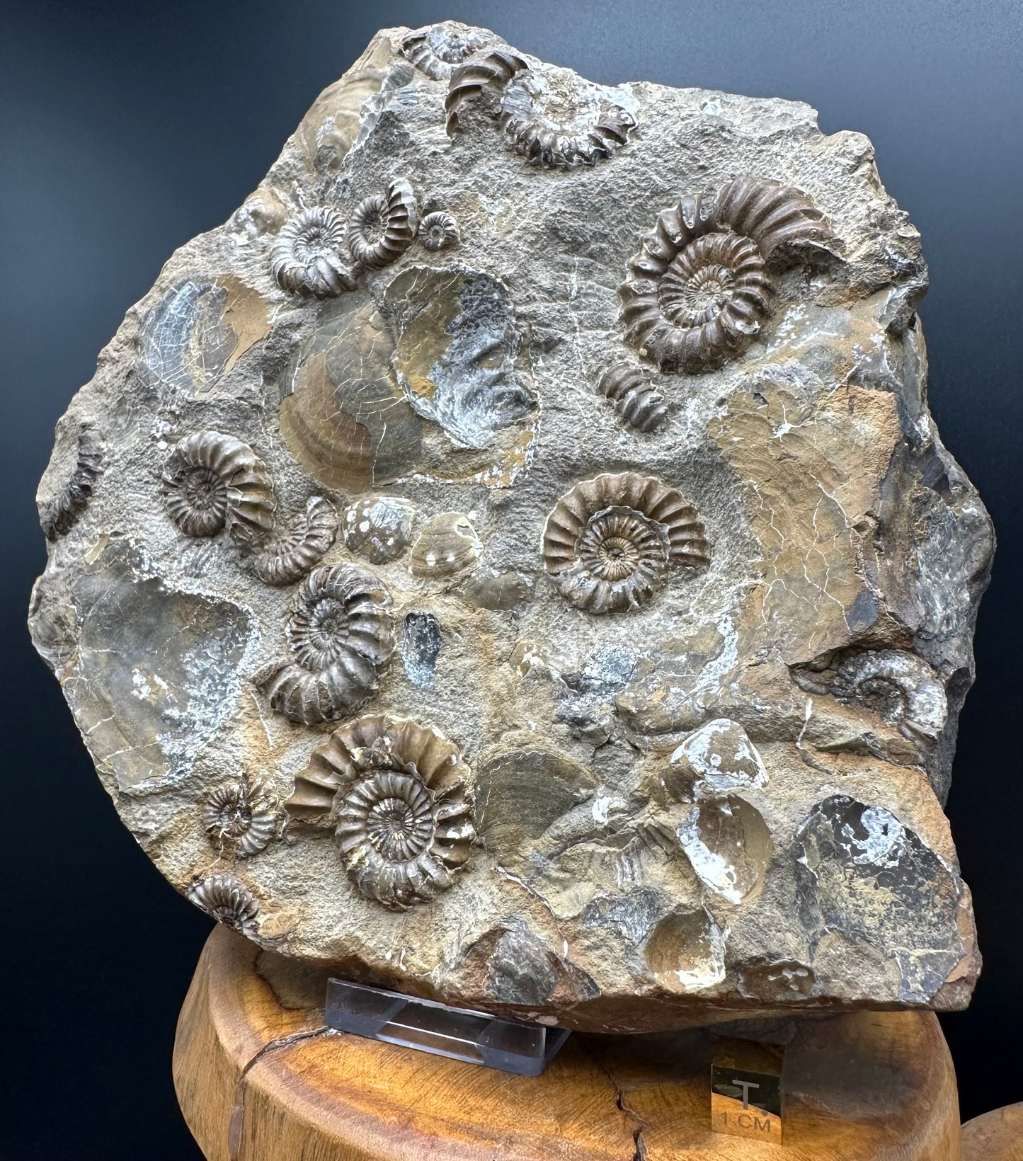 Androgynoceras capricornus Ammonite Fossil With Stand - Whitby, North Yorkshire Jurassic Coast Yorkshire Fossils