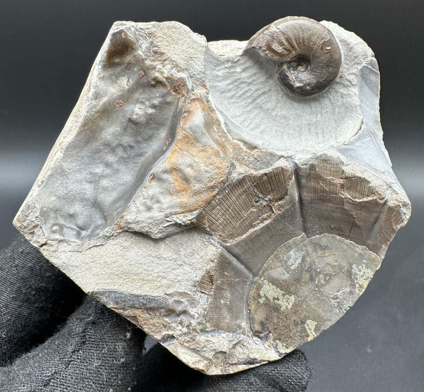 Amaltheus striatus ammonite fossil with box and stand - Whitby, North Yorkshire Jurassic Coast Yorkshire Fossils