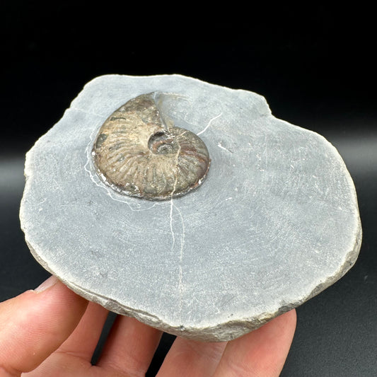 Pseudolioceras lythense Ammonite fossil with box and stand - Whitby, North Yorkshire, Yorkshire Fossils on the Jurassic Coast