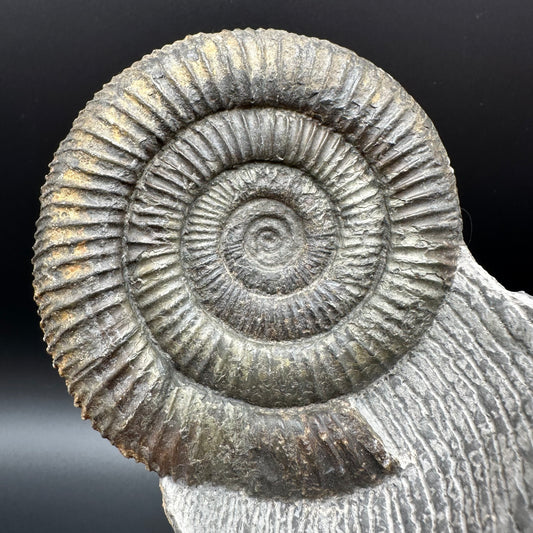 Dactylioceras Ammonite Fossil With Stand - Whitby, North Yorkshire Jurassic Coast Yorkshire Fossils