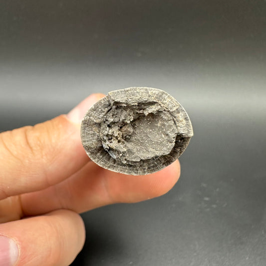 Belemnite (Fossil Squid) shell fossil - Whitby, North Yorkshire Jurassic Coast Yorkshire Fossils