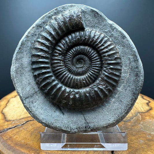 Dactylioceras Ammonite Fossil With box and Stand - Whitby, North Yorkshire Jurassic Coast Yorkshire Fossils