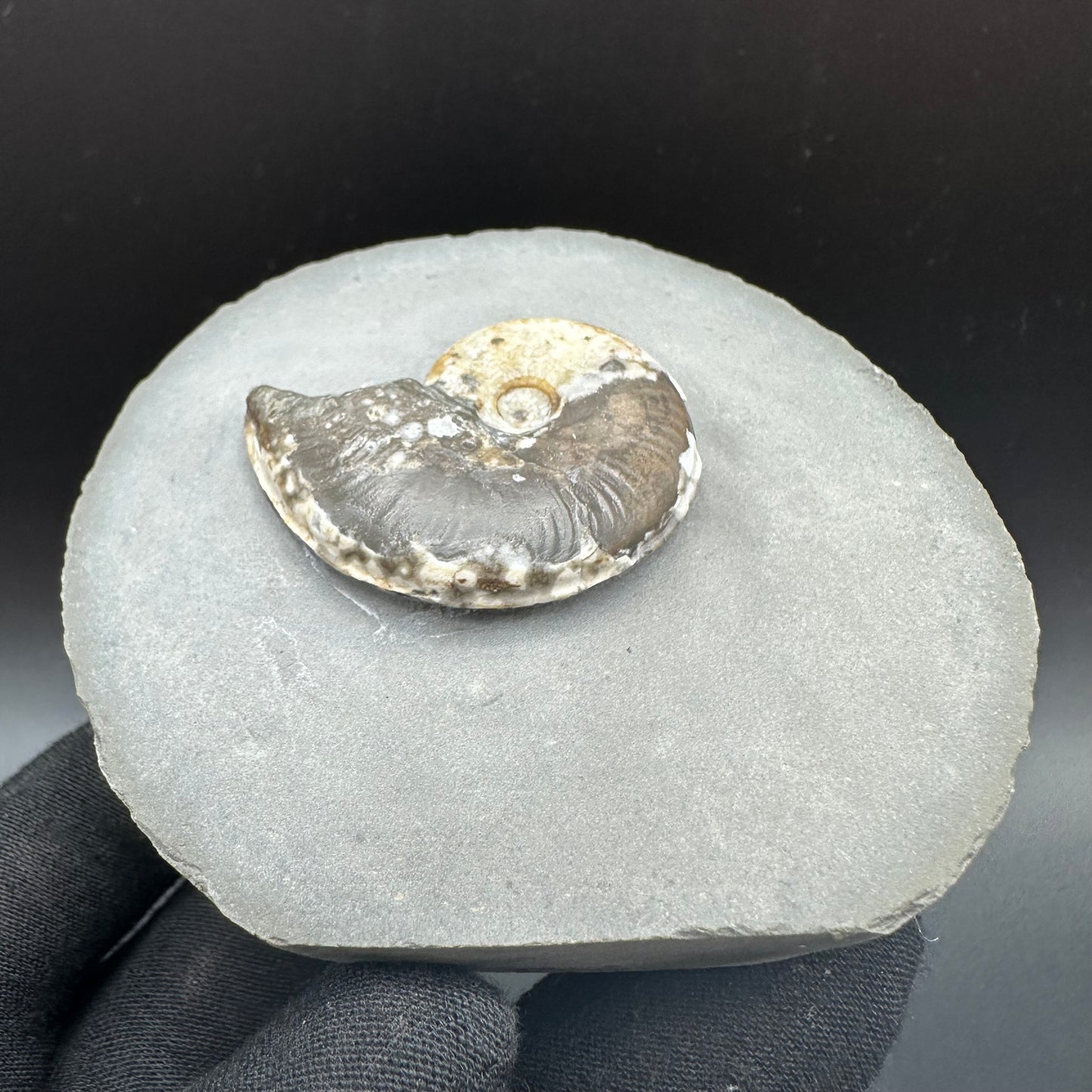Eleganticeras Elegantulum ammonite fossil with box and stand - Whitby, North Yorkshire Jurassic Coast, Yorkshire Fossils