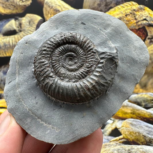 Dactylioceras ammonite fossil - Whitby, North Yorkshire Jurassic Coast Yorkshire Fossils