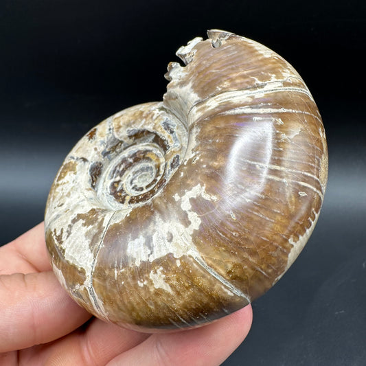 Puzosia Ammonite Fossil With Box And Stand - Cretaceous Ammonite Madagascar