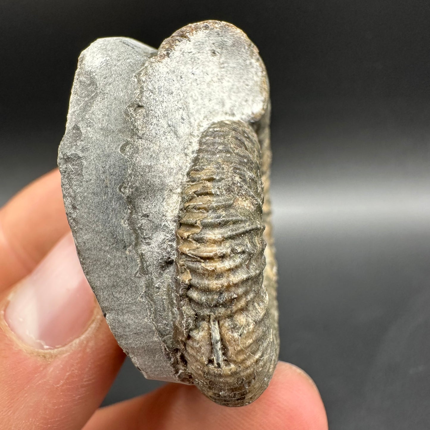 Dactylioceras Ammonite Fossil With Box And Stand - Whitby, North Yorkshire Jurassic Coast Yorkshire Fossils