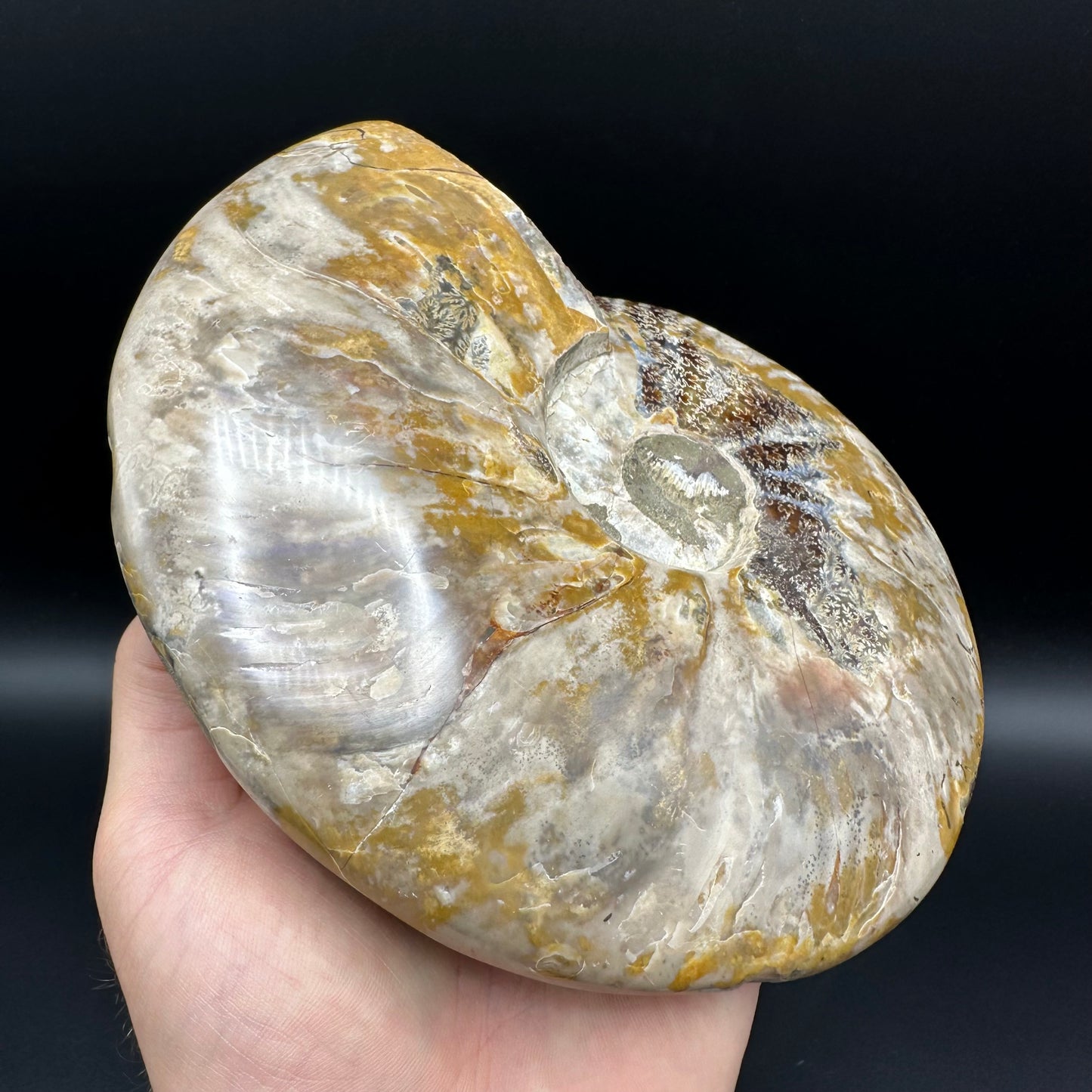 Cleoniceras Ammonite Fossil With Stand - Cretaceous Ammonite Madagascar