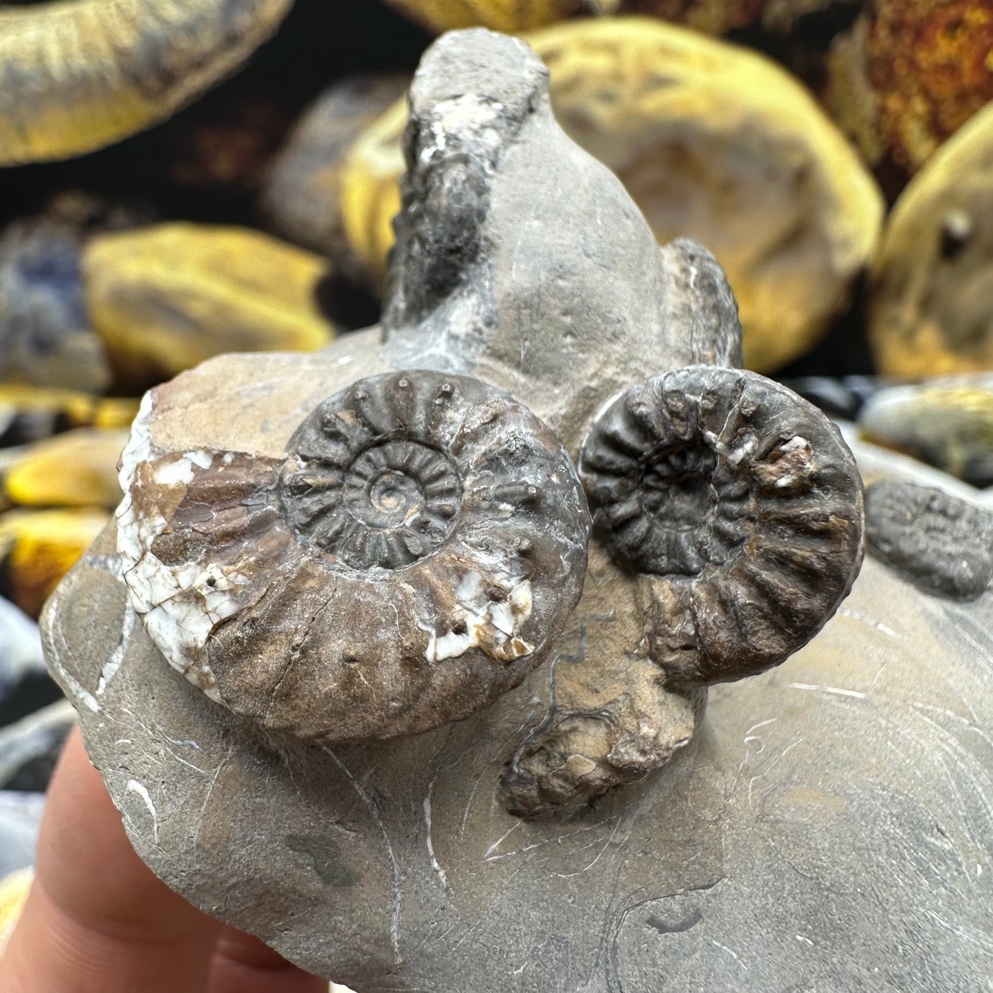 Amaltheus subnodosus ammonite fossil - Whitby, North Yorkshire