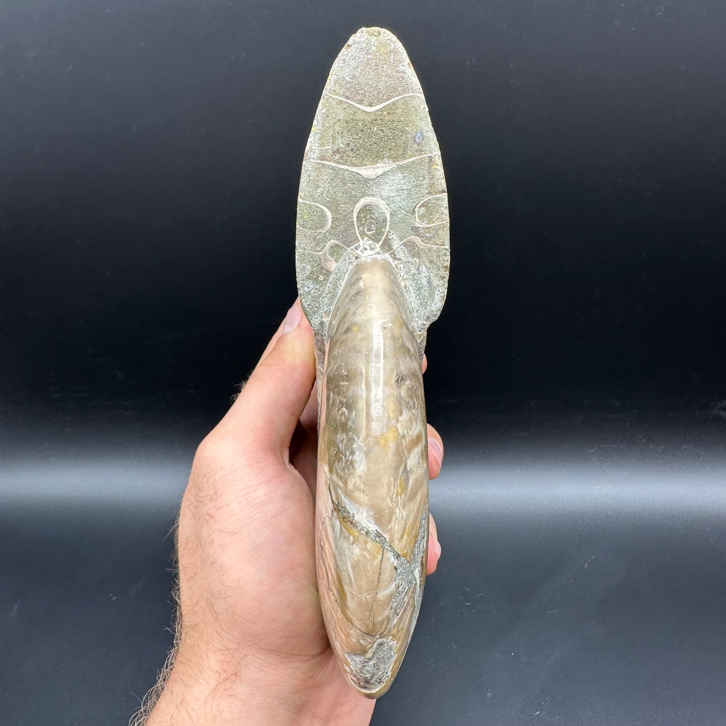Cleoniceras Ammonite Fossil With Stand - Cretaceous Ammonite Madagascar