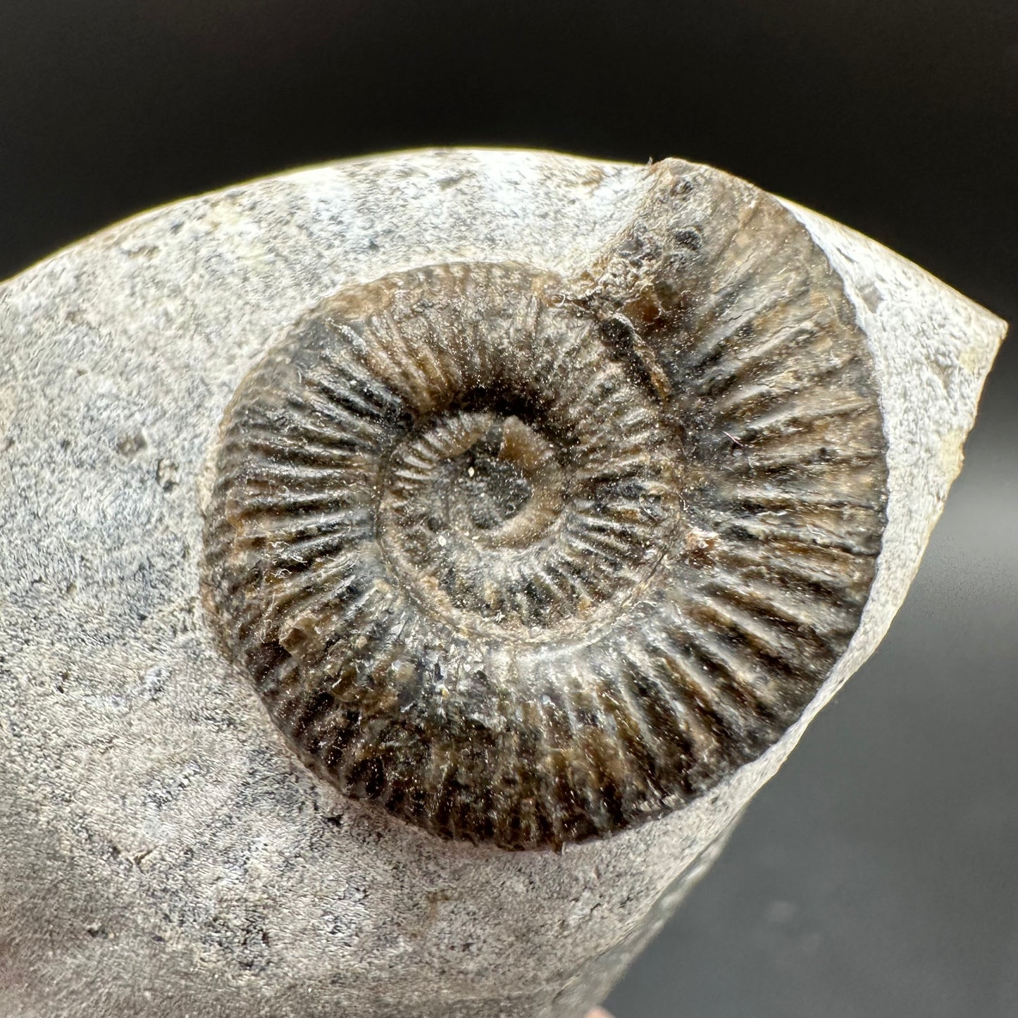 Dactylioceras Ammonite Fossil With Box And Stand - Whitby, North Yorkshire Jurassic Coast Yorkshire Fossils
