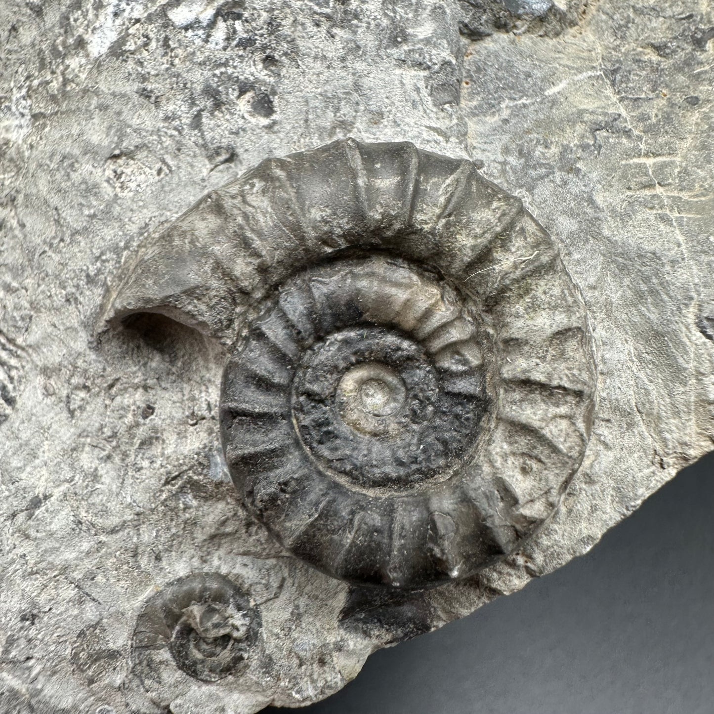 Arnioceras ammonite shell fossil with stand - Whitby, North Yorkshire Jurassic Coast Yorkshire Fossils