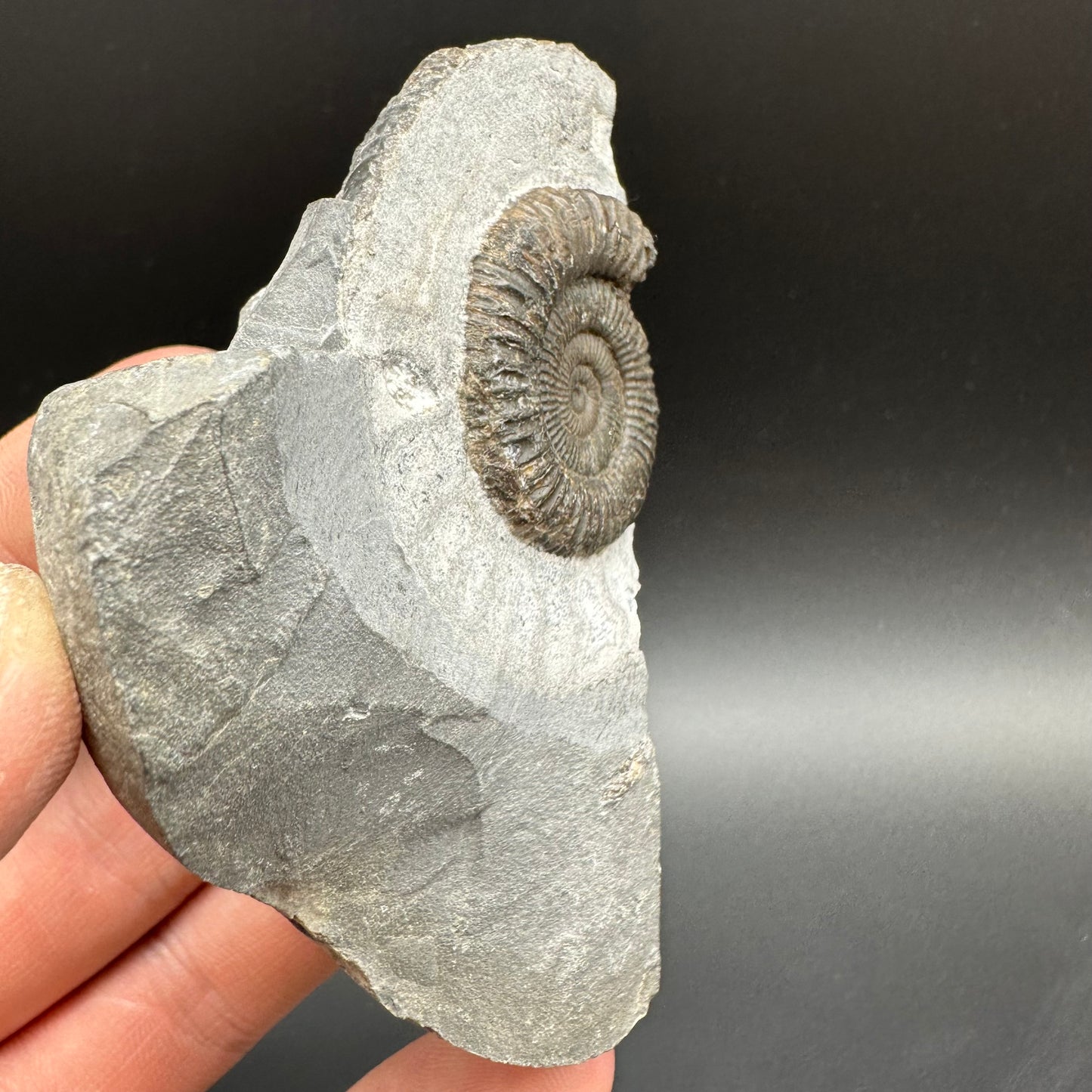 Dactylioceras Ammonite Fossil With Box And Stand - Whitby, North Yorkshire Jurassic Coast Yorkshire Fossils