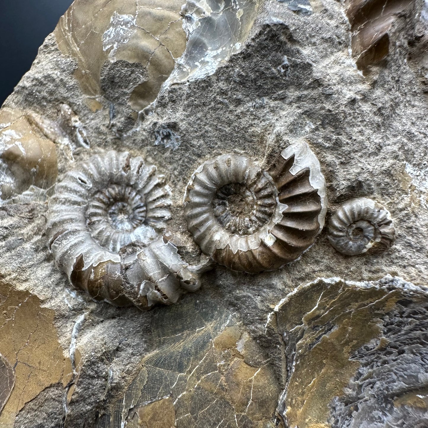 Androgynoceras capricornus Ammonite Fossil With Stand - Whitby, North Yorkshire Jurassic Coast Yorkshire Fossils