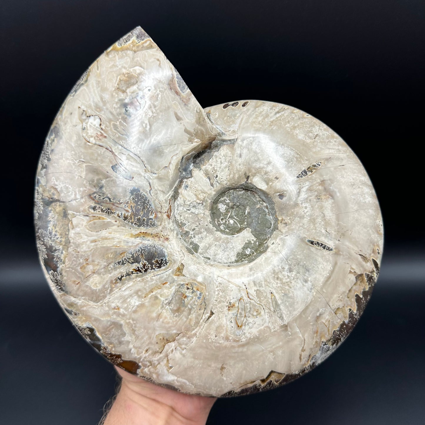 Cleoniceras Ammonite Fossil With Stand - Cretaceous Ammonite Madagascar