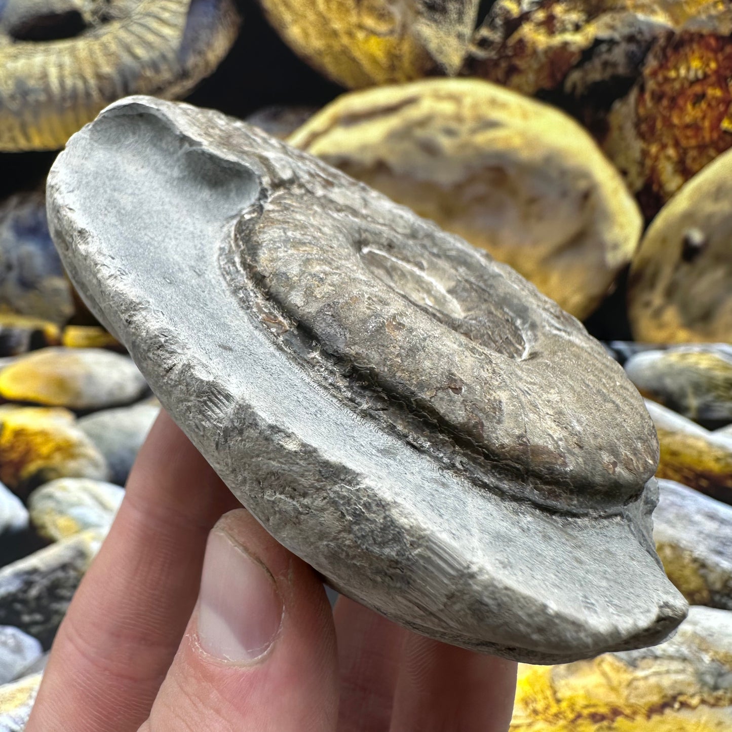 Hildoceras lusitanicum ammonite fossil - Whitby, North Yorkshire, Jurassic Coast, Yorkshire Fossils