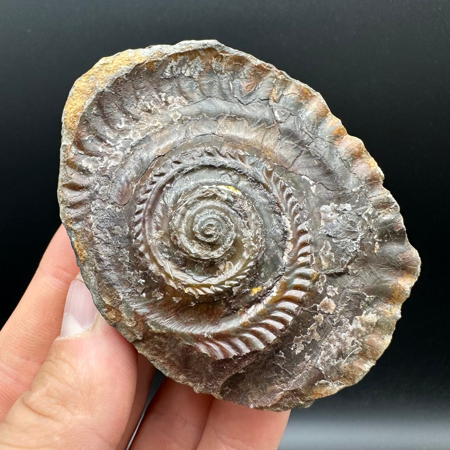 Hildoceras bifrons Ammonite Nodule (split pair) Fossil With Box And Stand - Whitby, North Yorkshire Jurassic Coast Yorkshire Fossils
