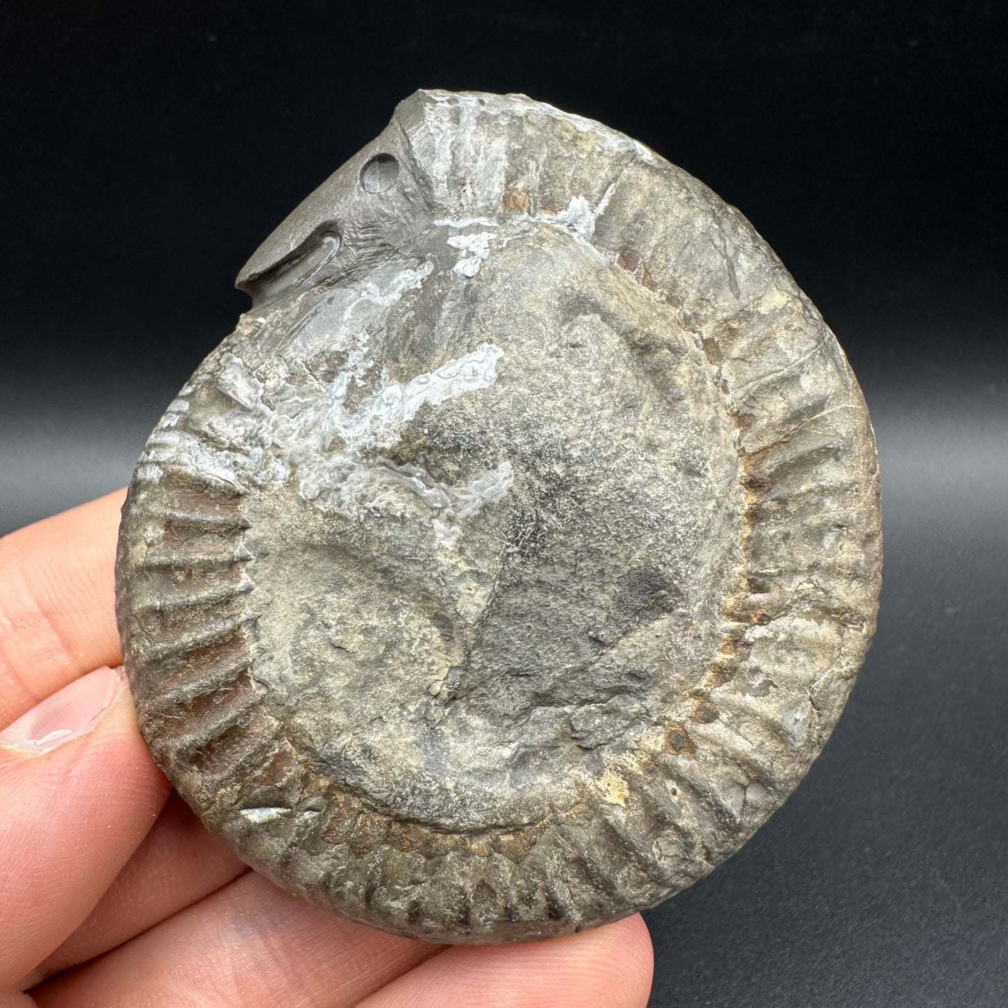 Snakestone Ammonite Fossil With Bag/Box And Stand - Whitby, North Yorkshire Jurassic Coast Yorkshire Fossils