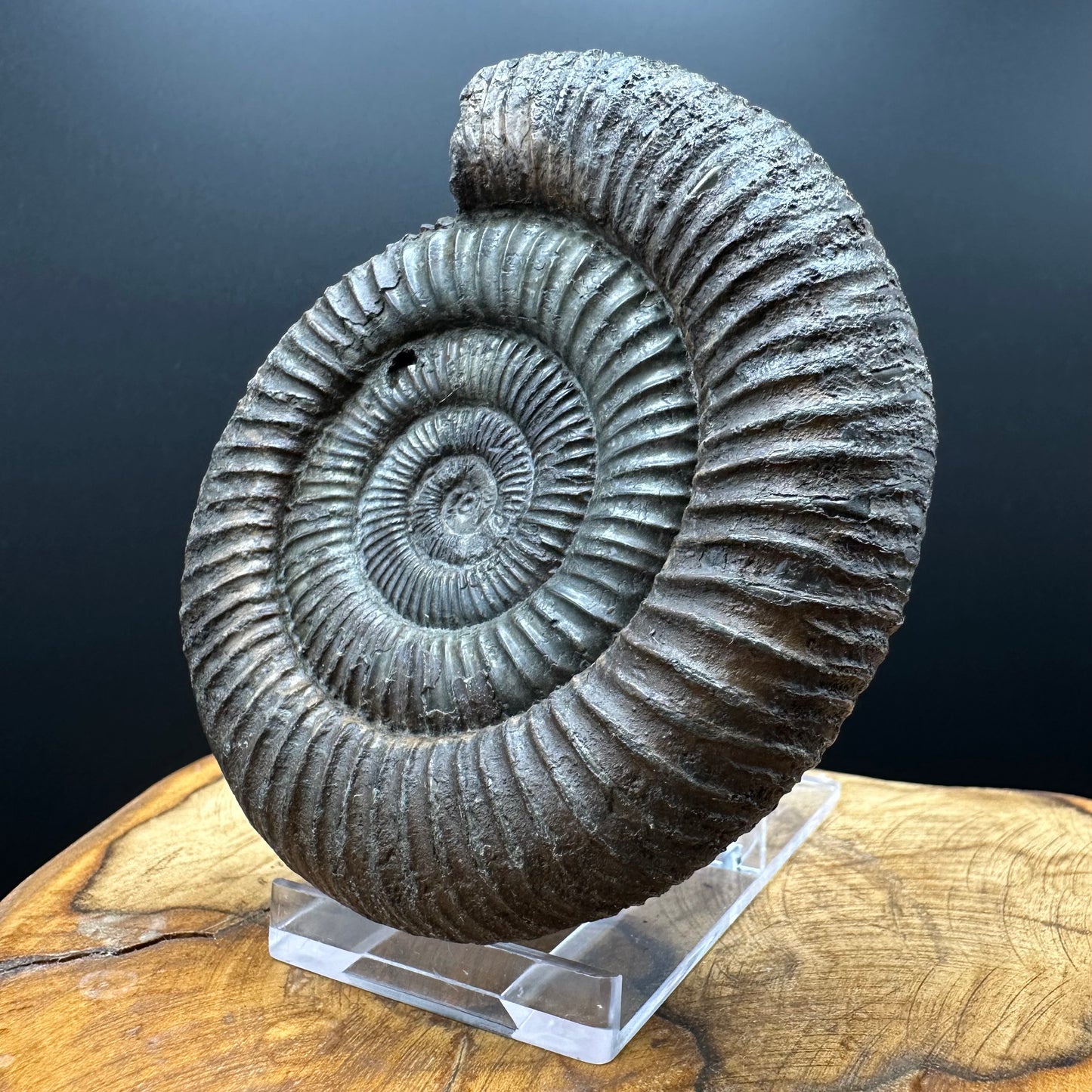 Dactylioceras Ammonite Fossil With box and Stand - Whitby, North Yorkshire Jurassic Coast Yorkshire Fossils