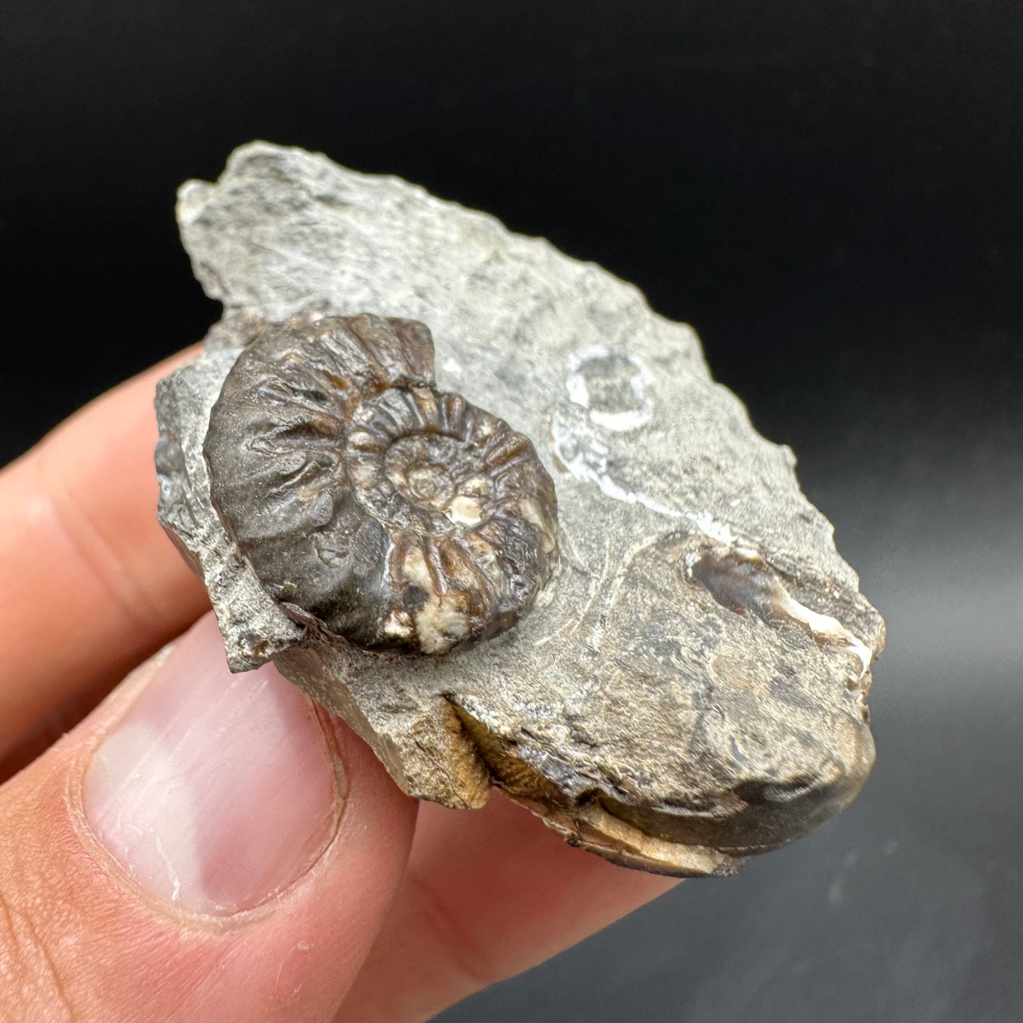 Amaltheus subnodosus Ammonite fossil with box and stand - Whitby, North Yorkshire Jurassic Coast Yorkshire Fossils