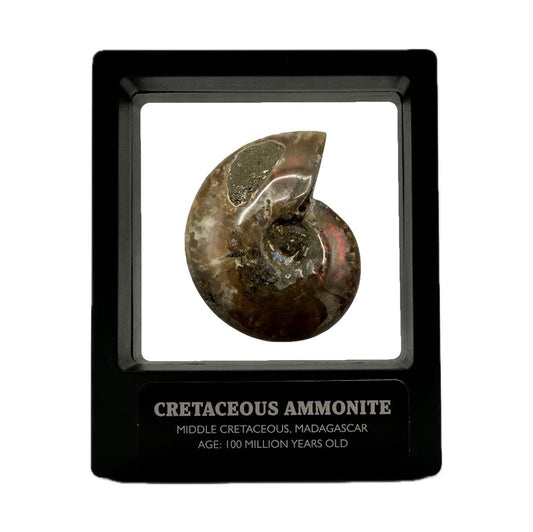 Red Iridescent Madagascan Ammonite Fossil With Box And Display Case - Cretaceous Ammonite Fossil Madagascar