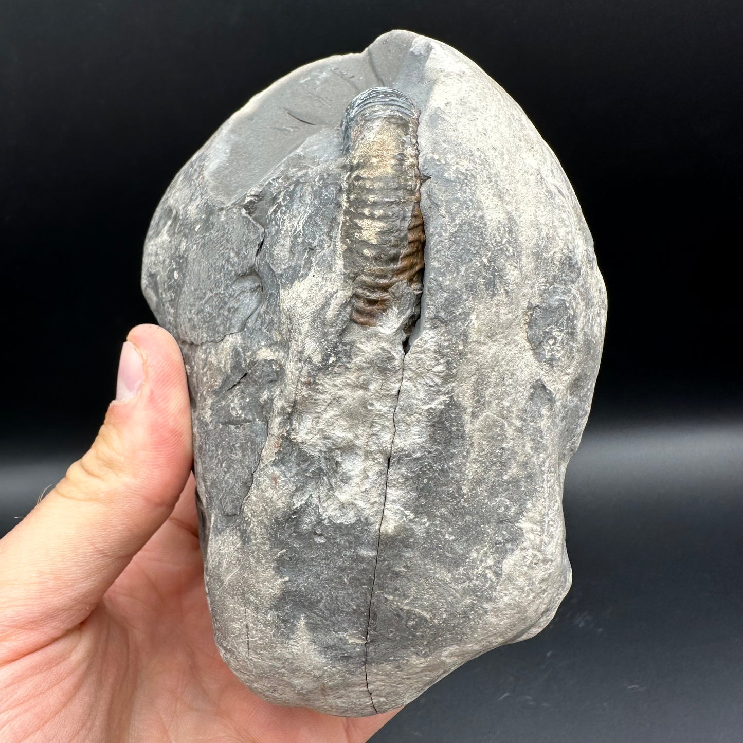 Dactylioceras Ammonite nodule (split pair) Fossil With Stand - Whitby, North Yorkshire Jurassic Coast Yorkshire Fossils