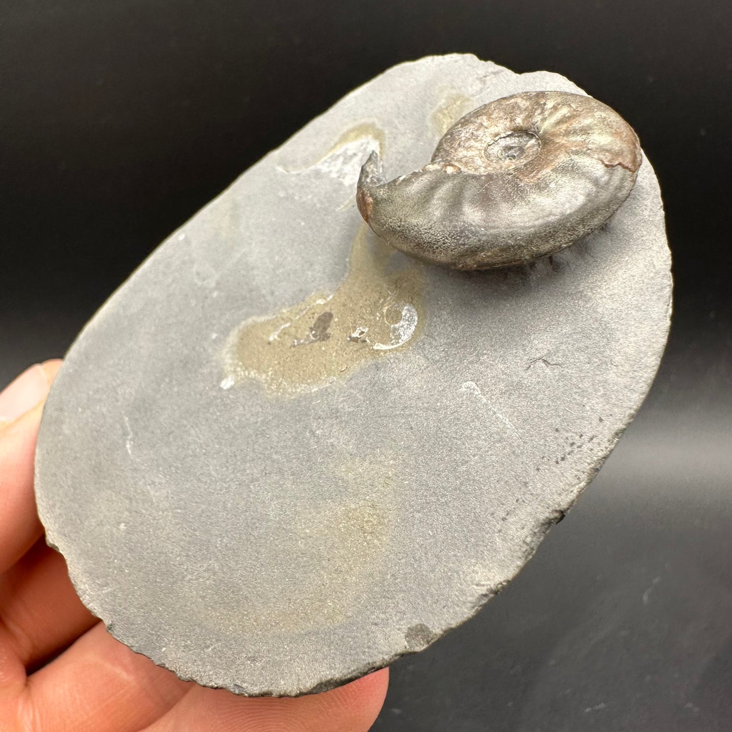 Agassiceras sp. ammonite fossil with box and stand - Whitby, North Yorkshire Jurassic Coast Yorkshire Fossils