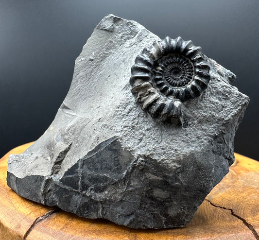 Gagaticeras Ammonite fossil with box and stand - Whitby, North Yorkshire Jurassic Coast Yorkshire Fossils