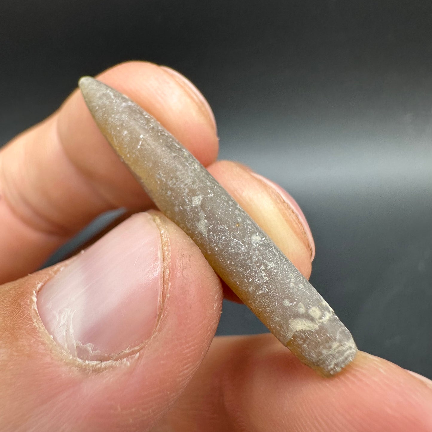 Hibolite (Fossil Squid) shell fossil - Whitby, North Yorkshire Jurassic Coast Yorkshire Fossils