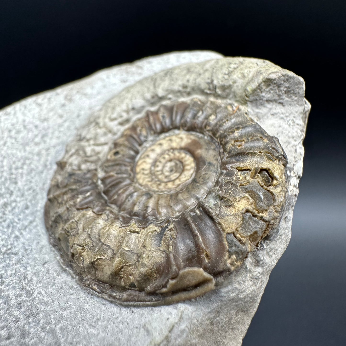 Arnioceras ammonite shell fossil with box and stand - Whitby, North Yorkshire Jurassic Coast Yorkshire Fossils