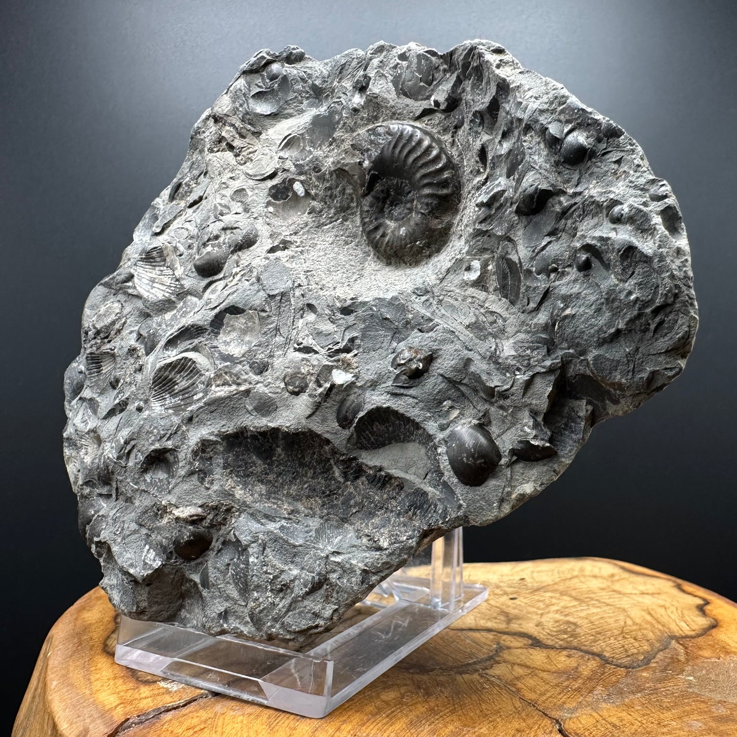 Grammoceras thoaurense Ammonite shell fossil with box and stand - Whitby, North Yorkshire, Yorkshire Fossils from the Jurassic Coast