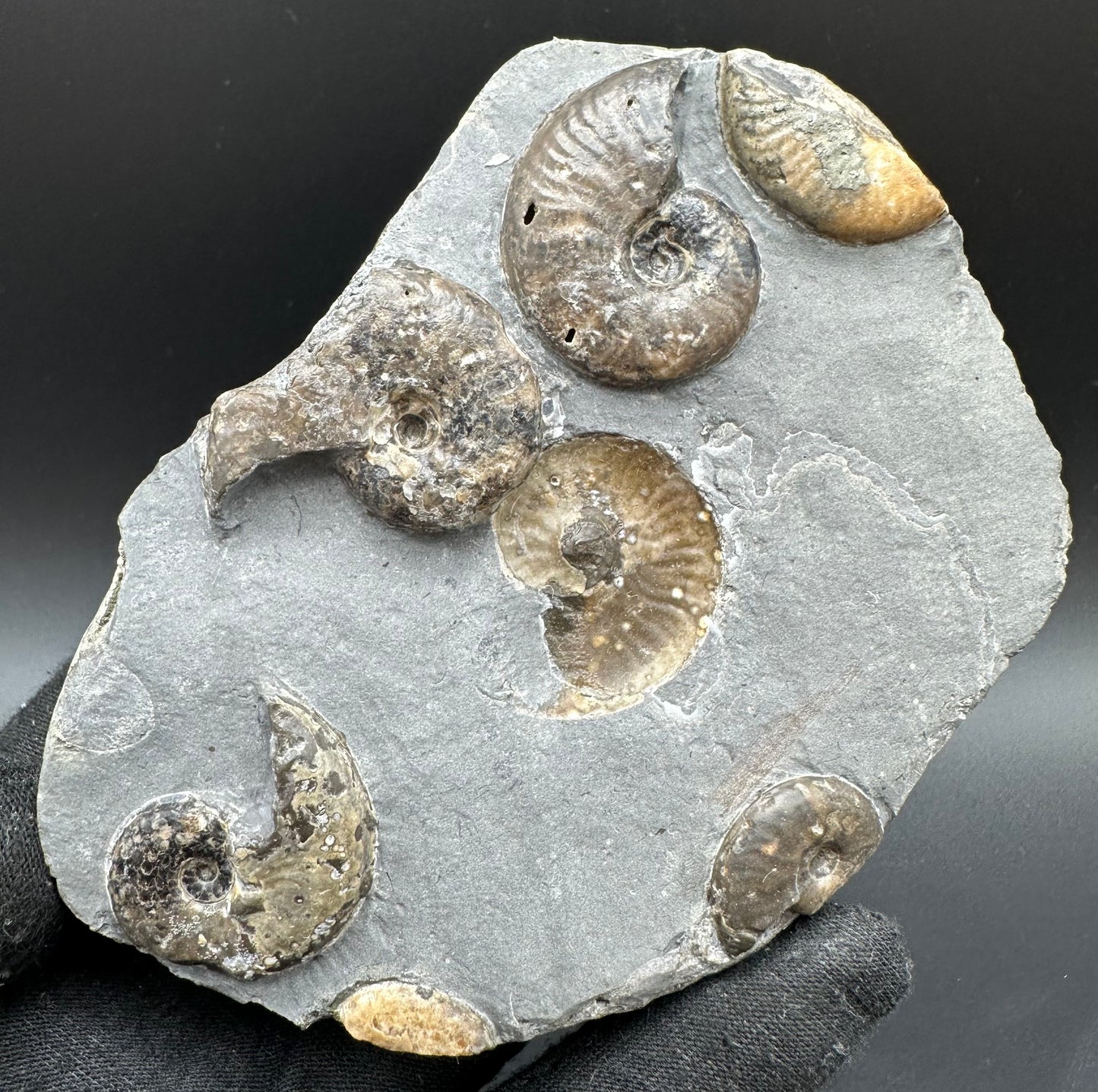 Eleganticeras Elegantulum ammonite with box and stand - Whitby, North Yorkshire Jurassic Coast, Yorkshire Fossils