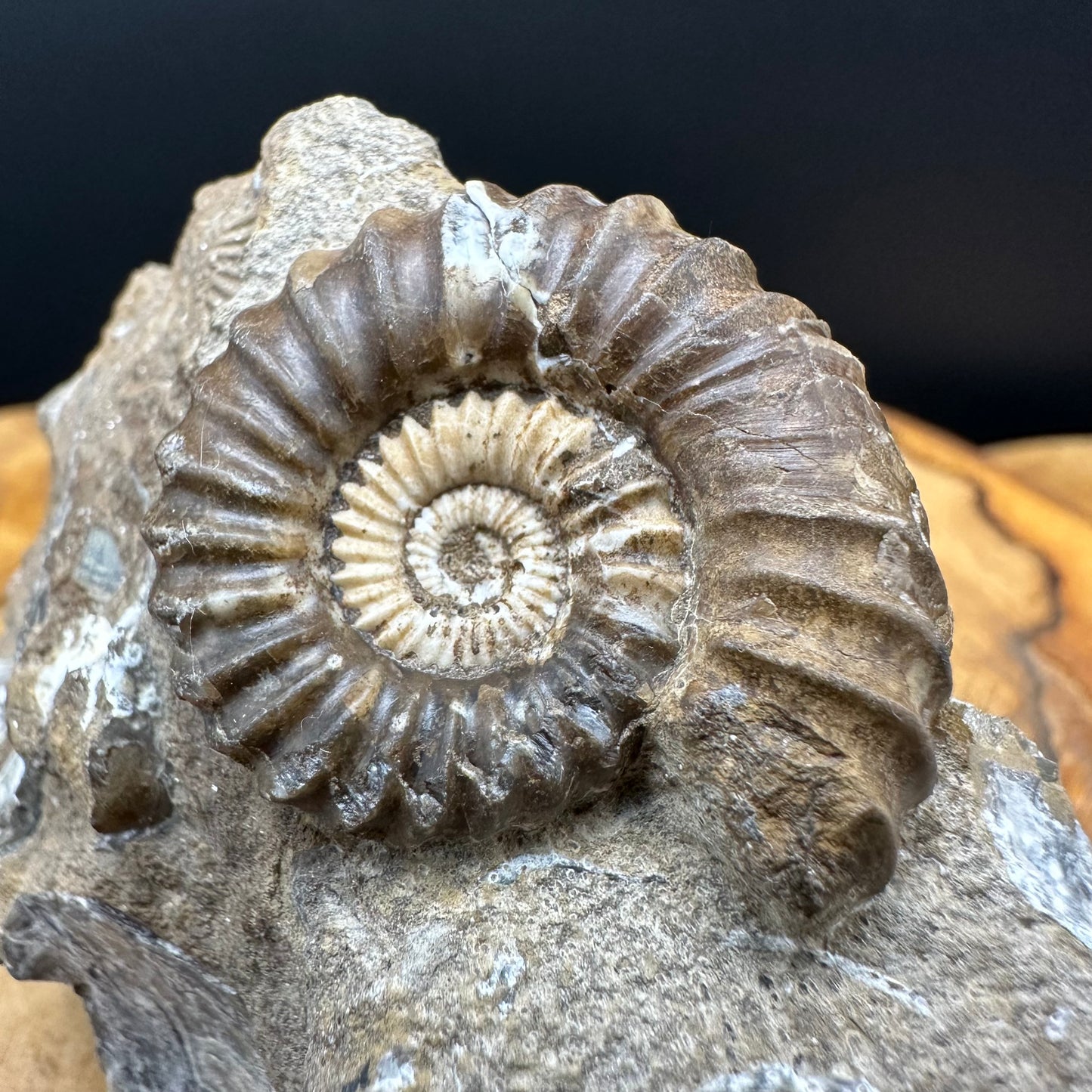 Androgynoceras capricornus Ammonite Fossil With box and Stand - Whitby, North Yorkshire Jurassic Coast Yorkshire Fossils