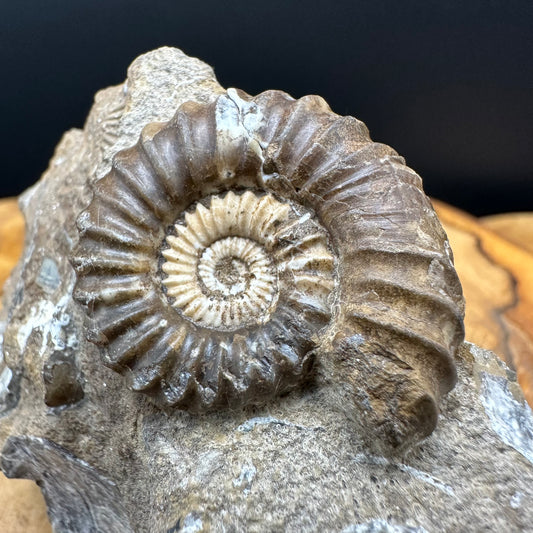 Androgynoceras capricornus Ammonite Fossil With box and Stand - Whitby, North Yorkshire Jurassic Coast Yorkshire Fossils