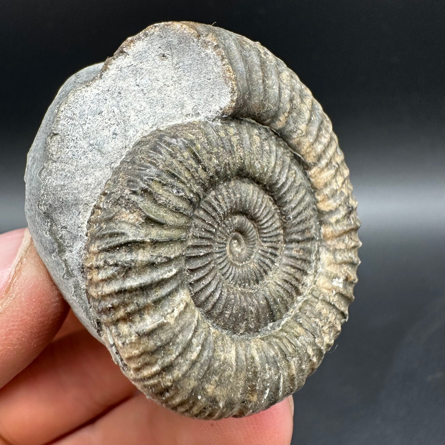 Dactylioceras Ammonite Fossil With Box And Stand - Whitby, North Yorkshire Jurassic Coast Yorkshire Fossils