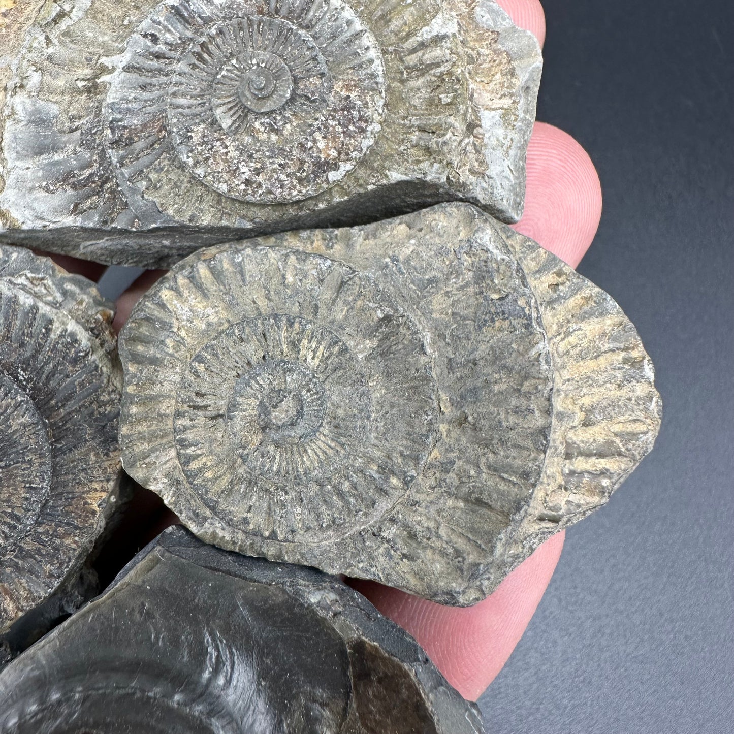 Dactylioceras imprint (negative) bundle ammonite shell fossil with box - Whitby, North Yorkshire, Yorkshire Fossils