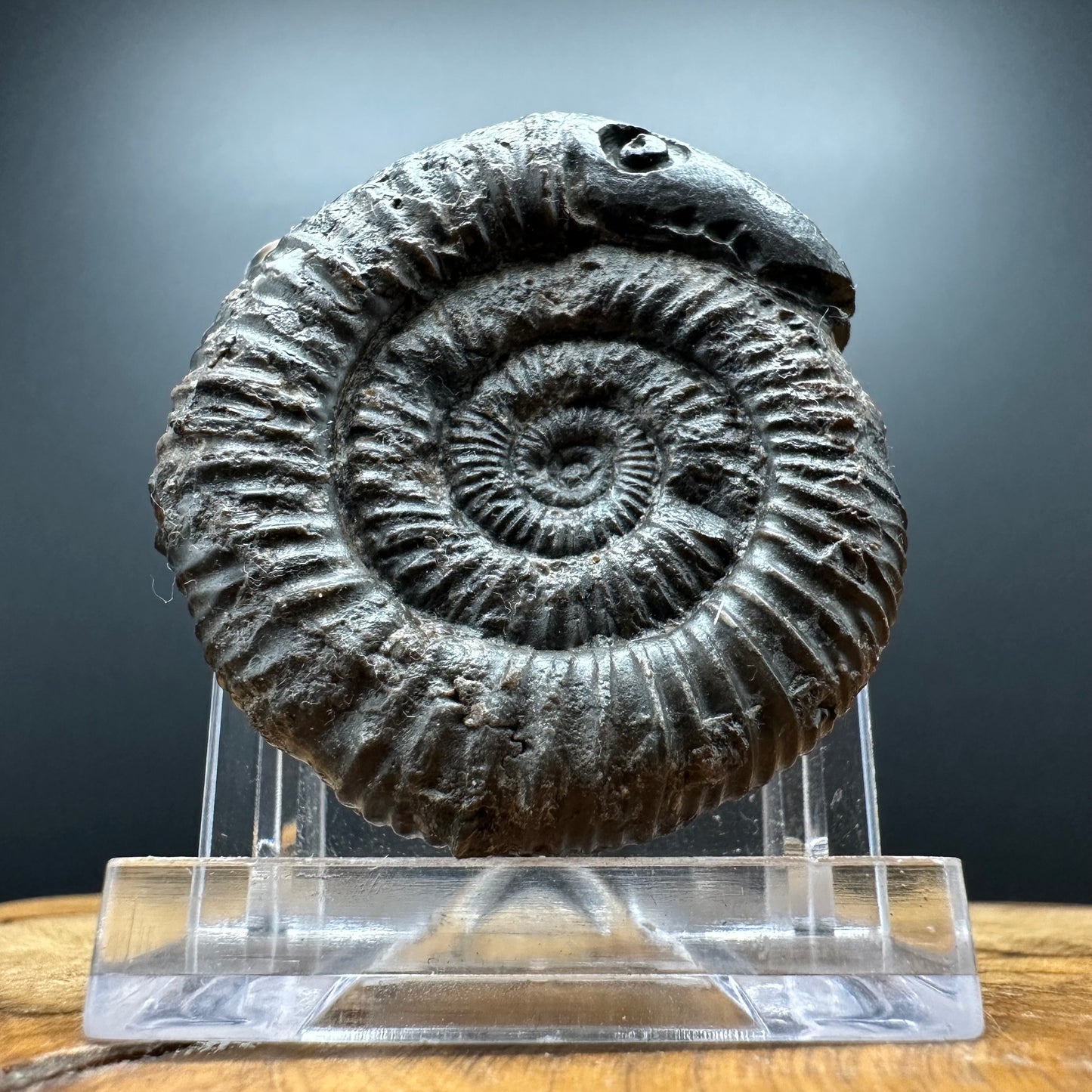 Snakestone Ammonite Fossil With Bag/Box And Stand - Whitby, North Yorkshire Jurassic Coast Yorkshire Fossils