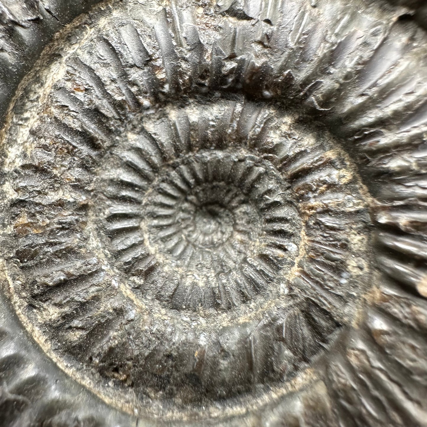Catacoeloceras Sp. ammonite fossil with box and stand- Whitby, North Yorkshire Jurassic Coast Yorkshire Fossils