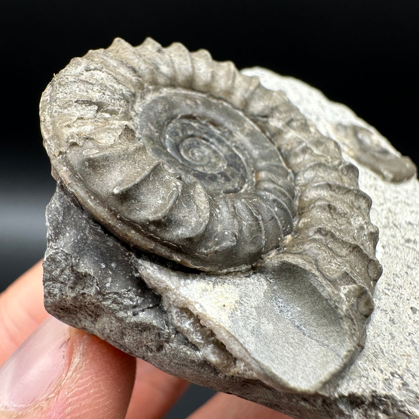 Arnioceras ammonite shell fossil with box and stand - Whitby, North Yorkshire Jurassic Coast Yorkshire Fossils
