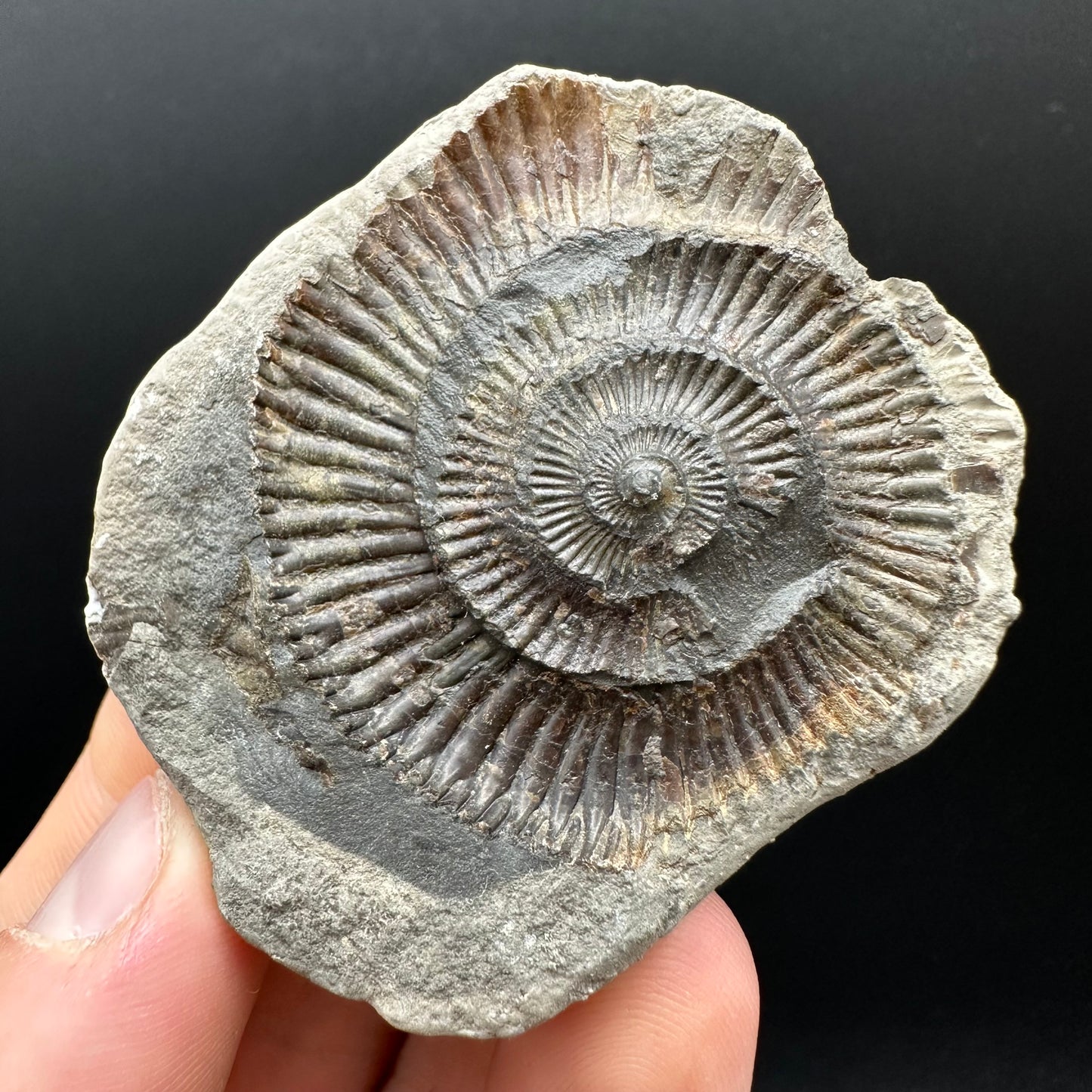 Dactylioceras Ammonite nodule (split pair) Fossil With Box And Stand - Whitby, North Yorkshire Jurassic Coast Yorkshire Fossils