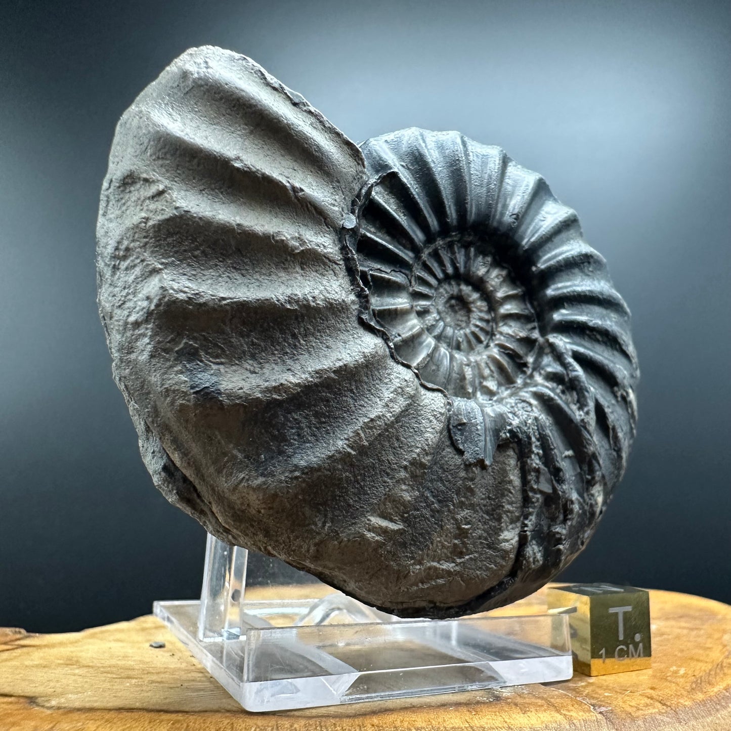 Asteroceras Ammonite fossil with box and stand - Whitby, North Yorkshire Jurassic Coast Yorkshire Fossils