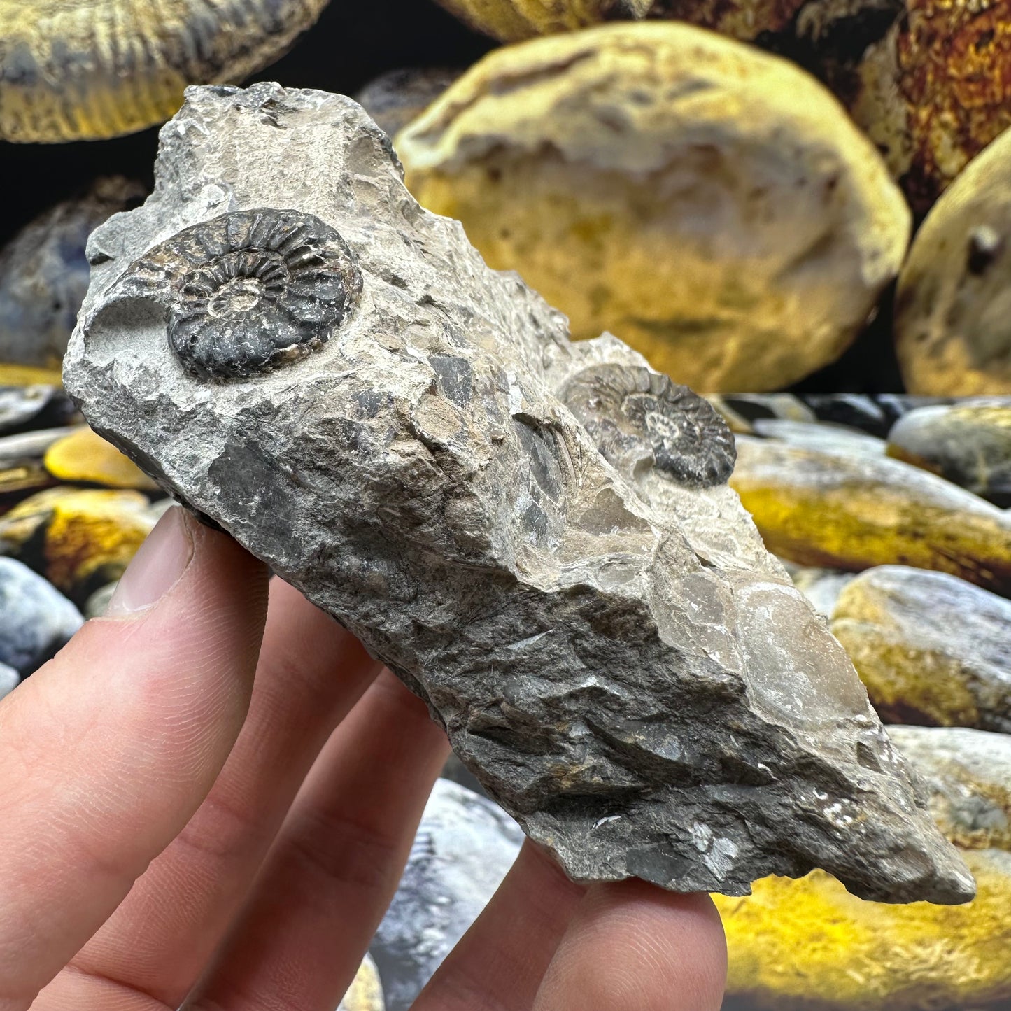 Amaltheus subnodosus ammonite fossil - Whitby, North Yorkshire Jurassic Coast, Yorkshire Fossils