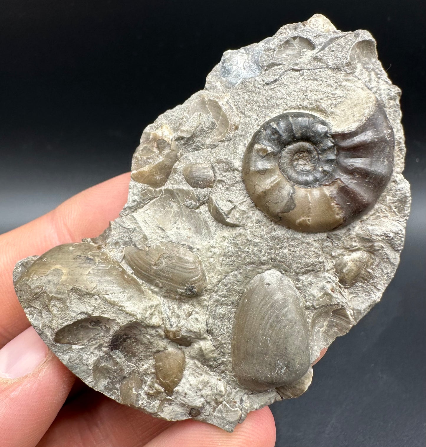 Agassiceras sp. ammonite fossil with box and stand - Whitby, North Yorkshire Jurassic Coast Yorkshire Fossils